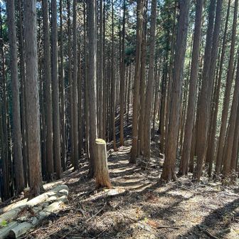 登りよりも降りが長い縦走でした😮‍💨
途中🍂落ち葉の吹き溜まりで滑る様⛷️に急降下→尻で滑り落ちました😂