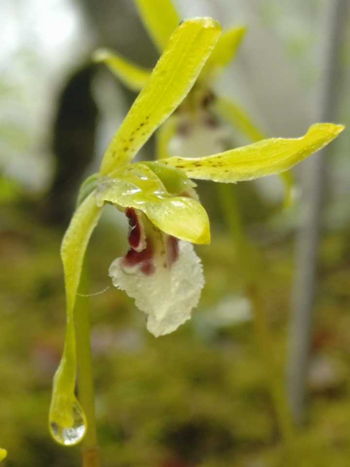 植物図鑑〜イチョウラン ラン科イチョウ / EIGERさんのモーメント