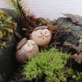 🐢カメさんチーム🐢