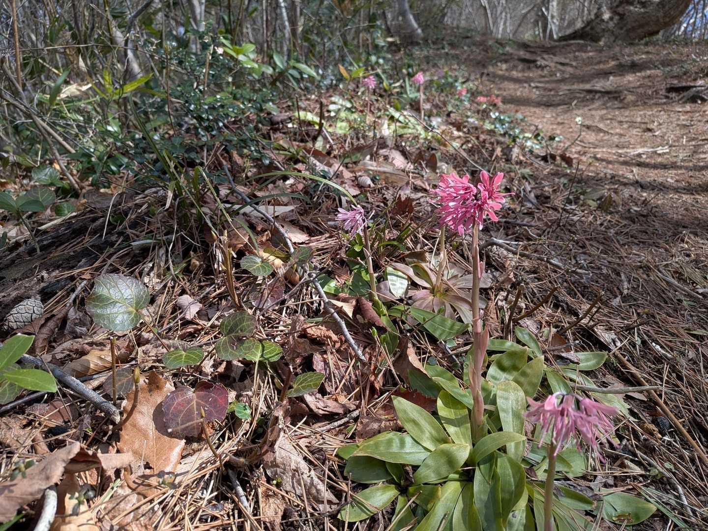 その先は登山道沿いにショウジョウバカマがずっと咲いてました🌸