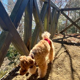見晴らし小屋でひと休み♪