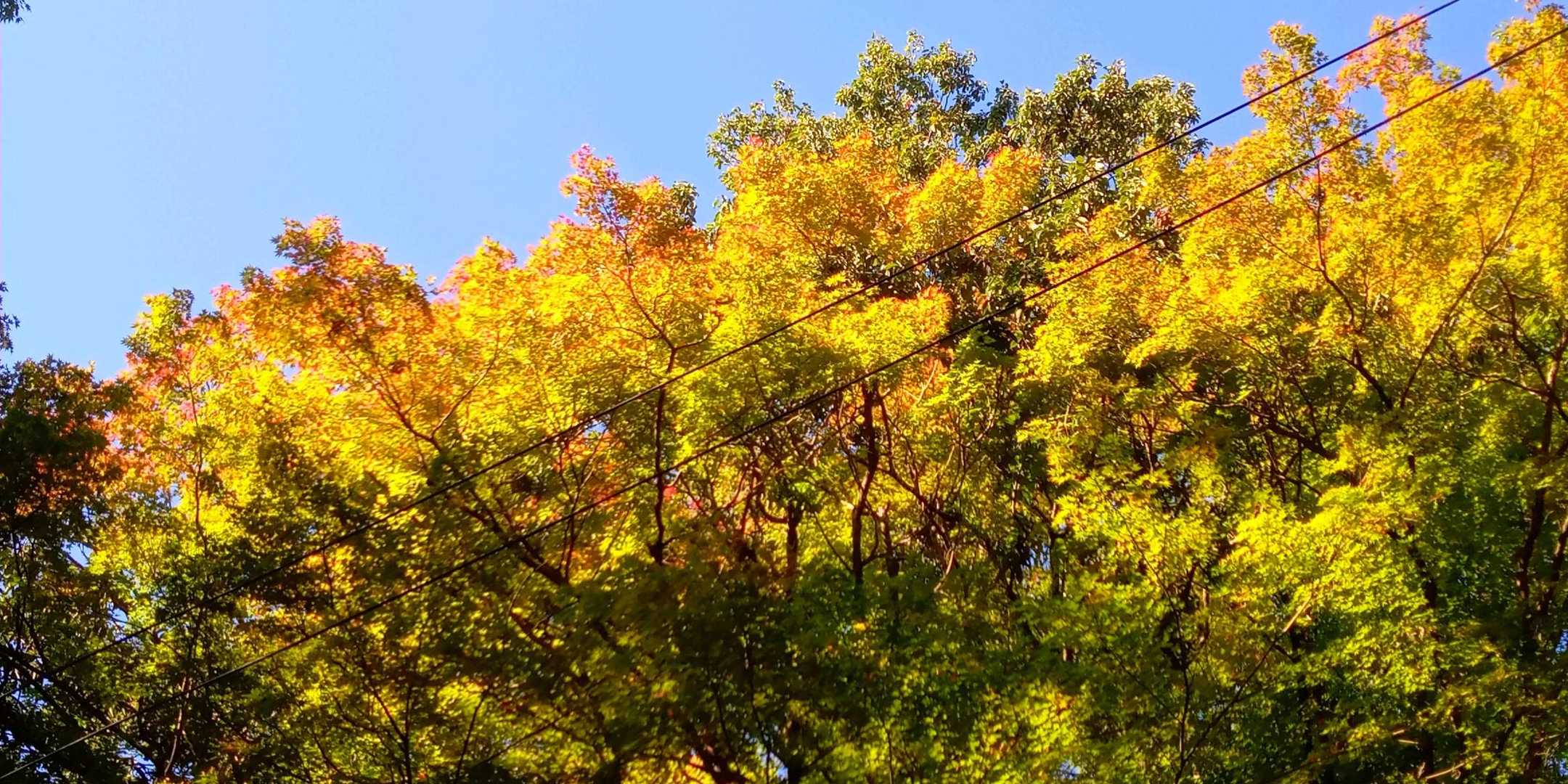 三合目
もみじが色づいた🍁