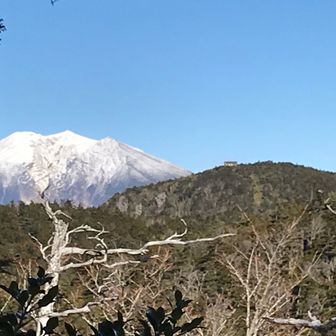 ブルーツ　リー