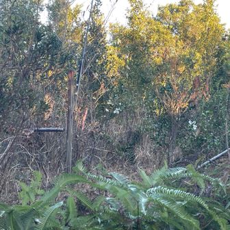 山頂らしきところをかき分けて進むも標識が見つけられず
もう少し探したかったのですが軽装で来ておりヘッデンを置いてきてしまってました　日が一気に沈みそうだったので断念
ここはピークハントする方以外は駐車場近辺だけでもいいかもですね