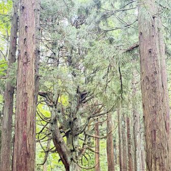 今日もリッパ🌲