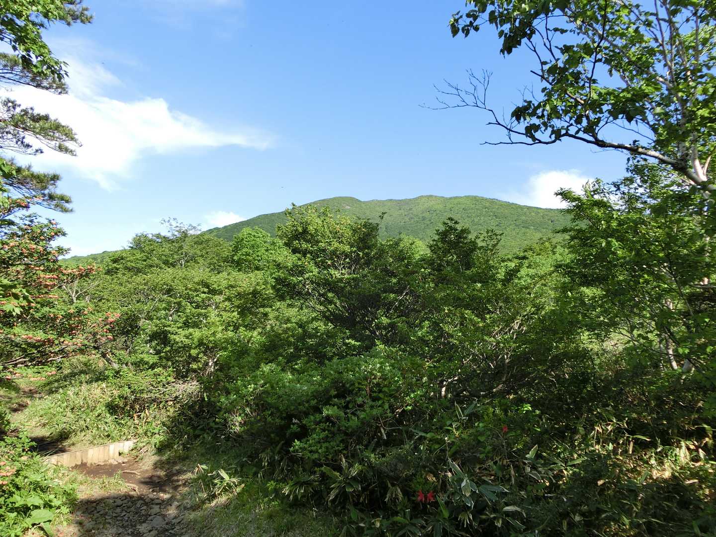開けてて先が見えるところ。
脇にベニサラサがある。