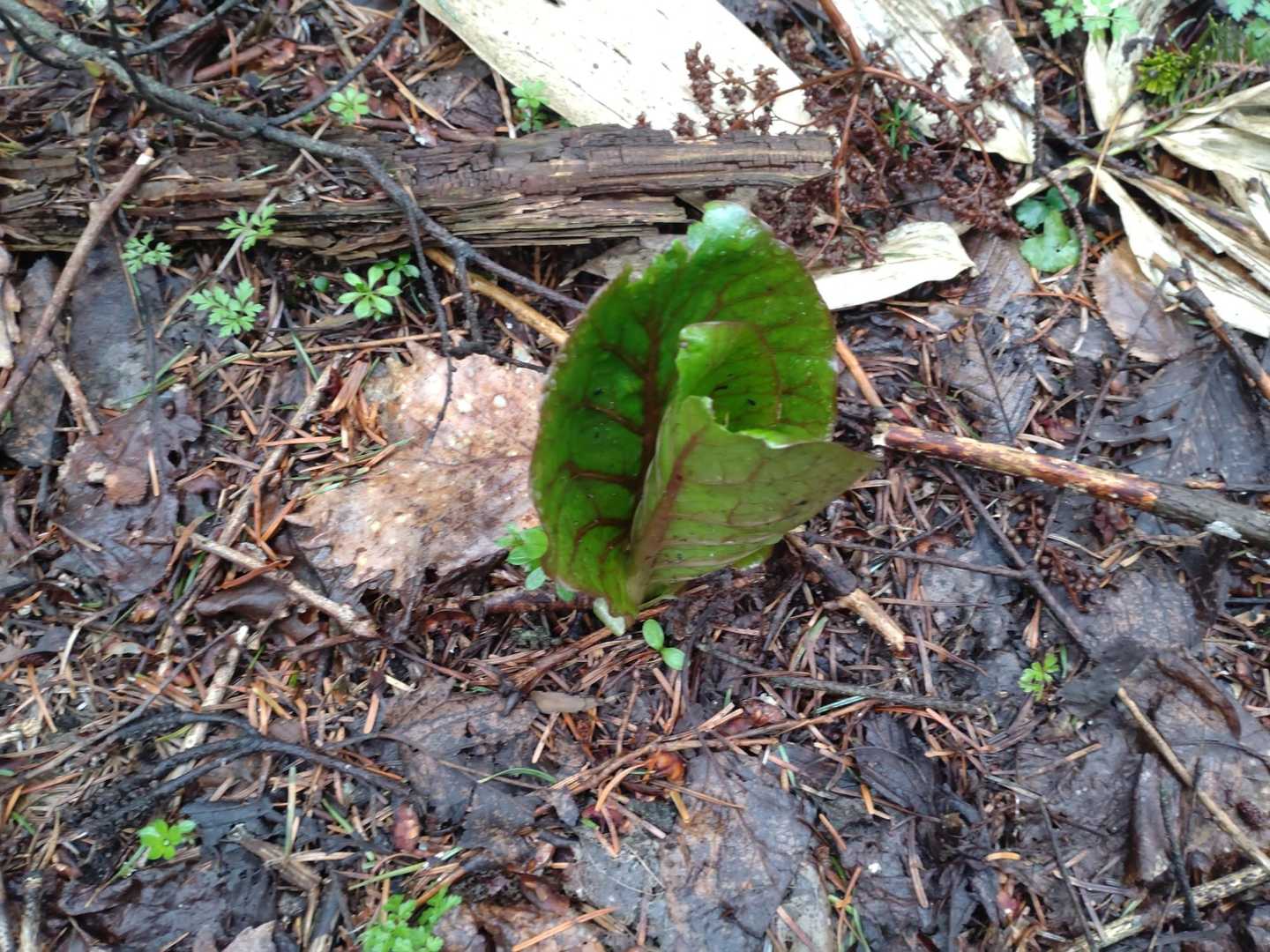 オオウバユリ新芽
