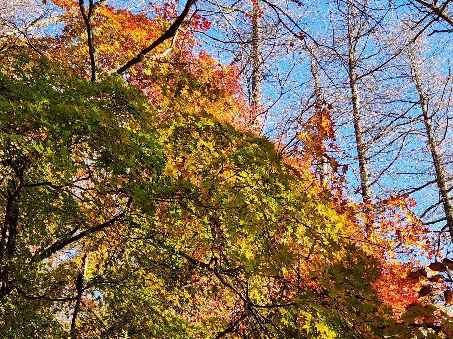 紅葉見ながら下山します