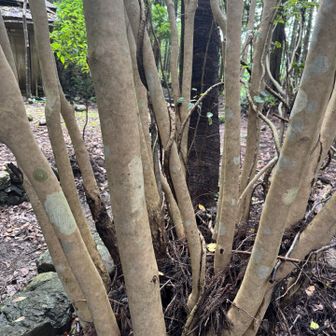 茶屋前の不自然な樹　植樹したのか