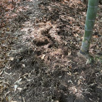 この山は他の山と比べて、小動物の荒らした痕がそこらじゅうに多数あった🐗🐿️
熊はいないって情報はありますが………
でも1人熊鈴鳴らすやつ🐻🛎️