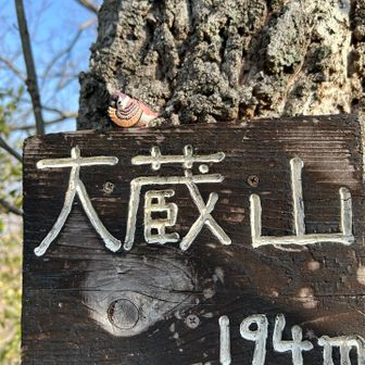 1️⃣1️⃣大蔵山
スズメが可愛い