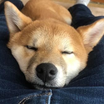 かぼちゃ