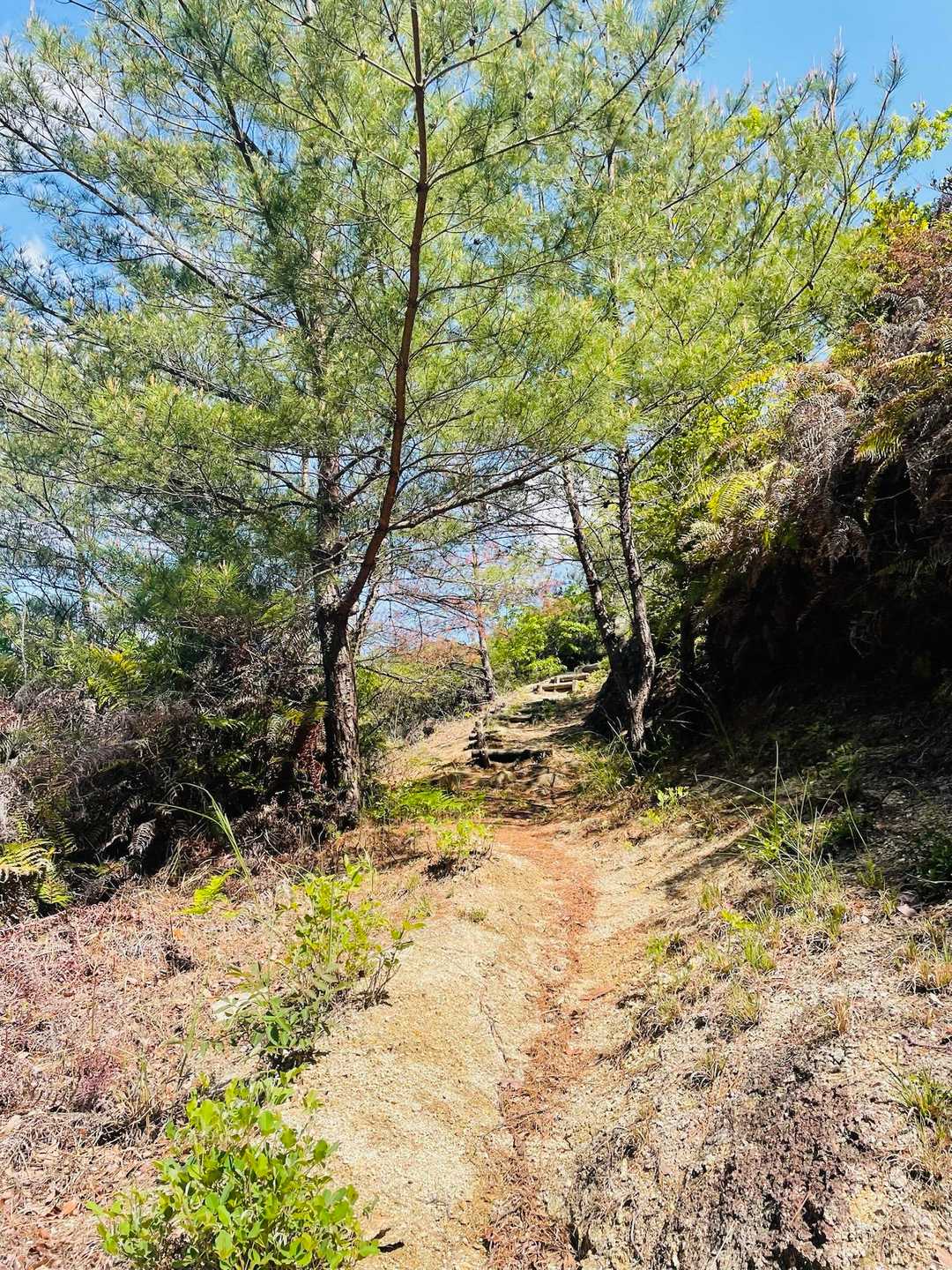 昔は整備されていたんでしょう♪

古い登山道を進みます…🚶‍♂️