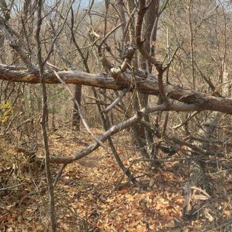 山頂から武庫山(たけくらやま)に向かってます。YAMAPには載っていないピーク🏔´-

さっきはあ〜言ったけど、倒木ならば…→