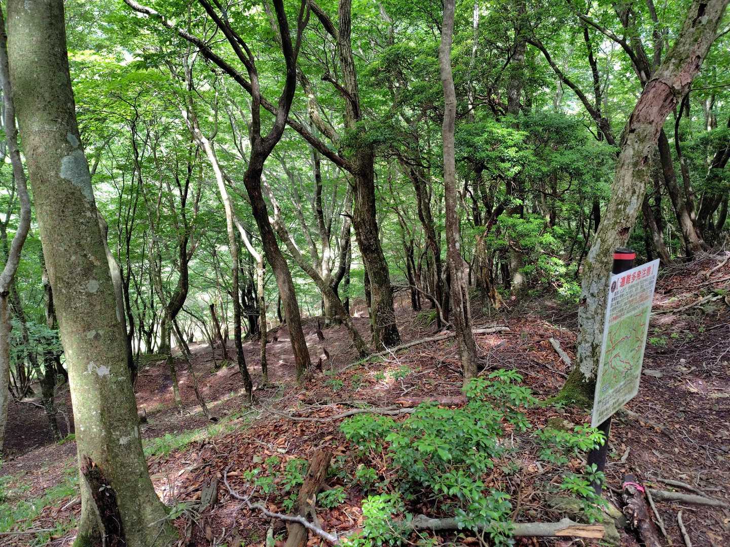 沢谷峠-東雨乞岳 往復コースの写真