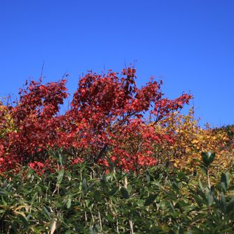 青空に映える紅葉🍁🍂