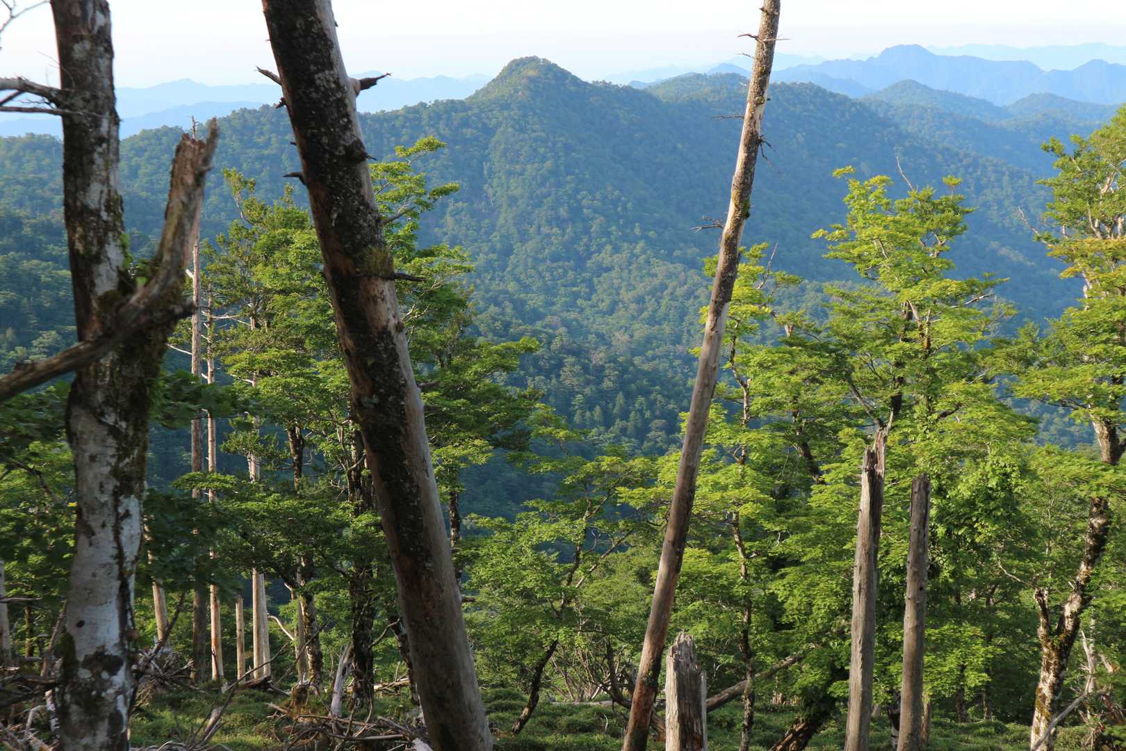 太尾登山口-古田ノ森-千丈平-釈迦ヶ岳 往復コースの写真
