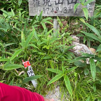 権現山三角点