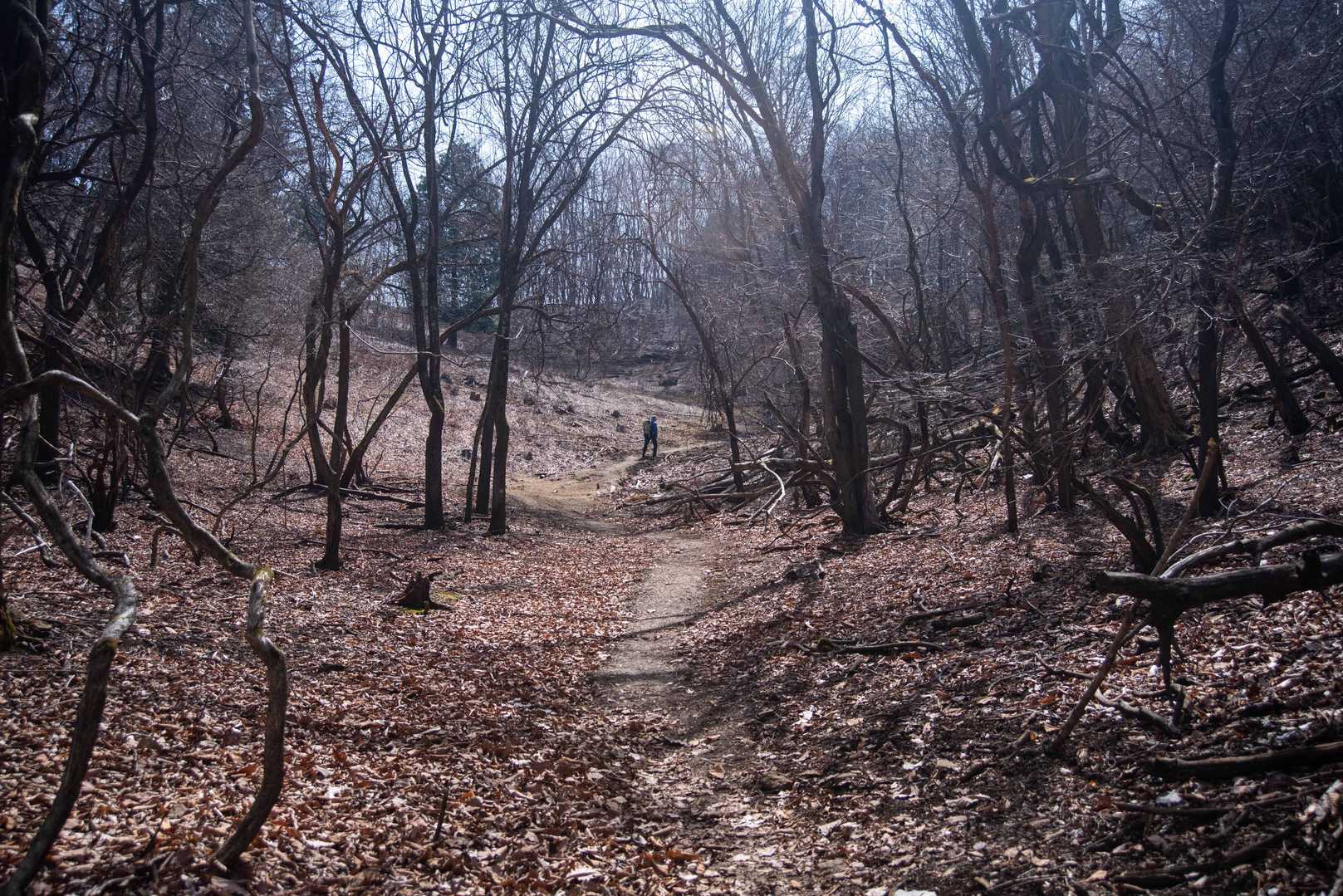 尾根へ向かう登山道。