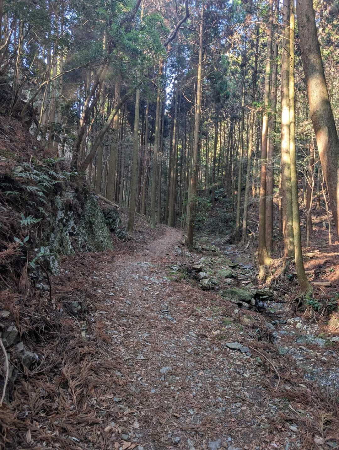 序盤は比較的緩やかな登山道を歩きます。