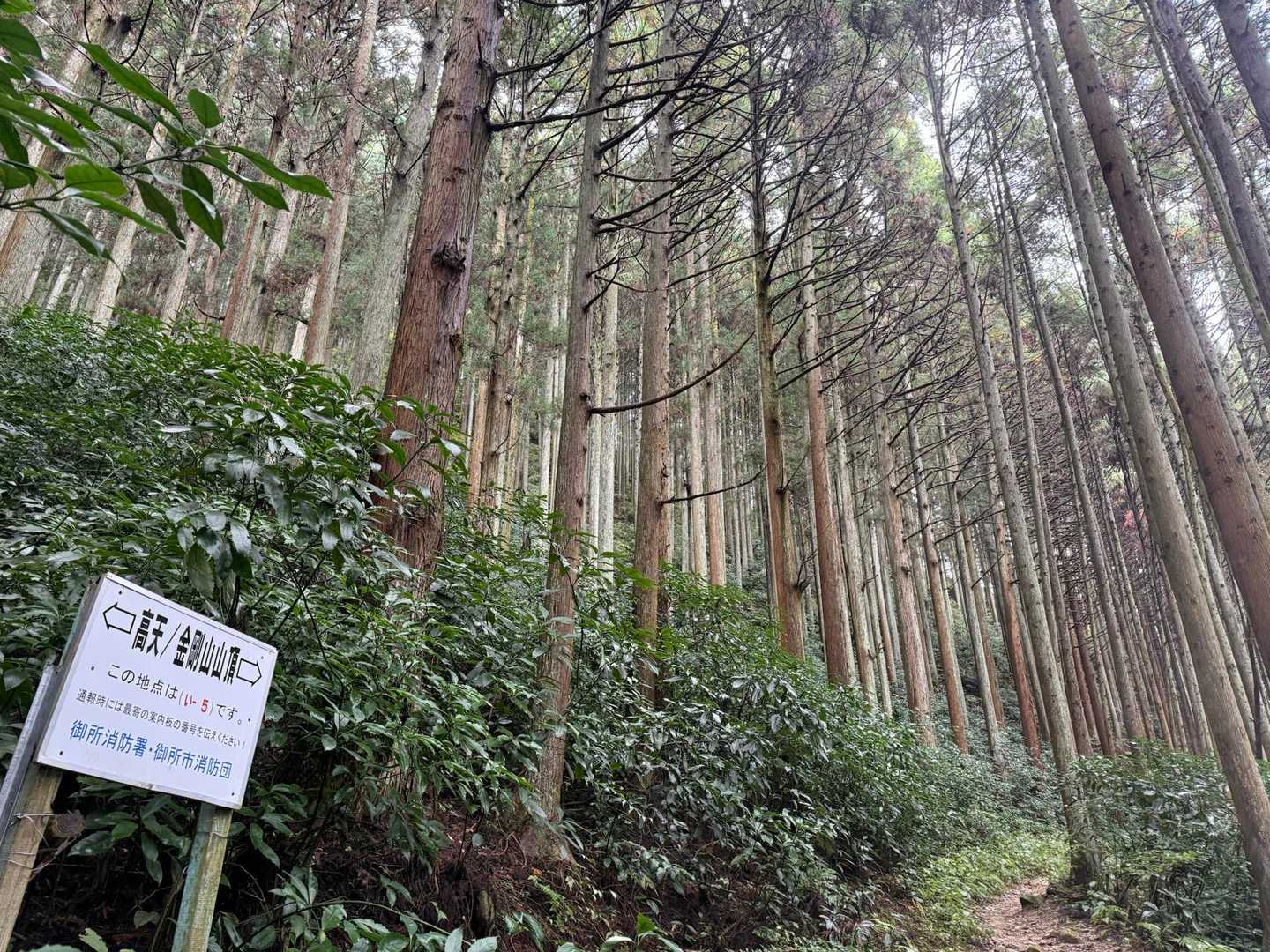 高天彦神社-府民の森 ちはや園地 往復コースの写真