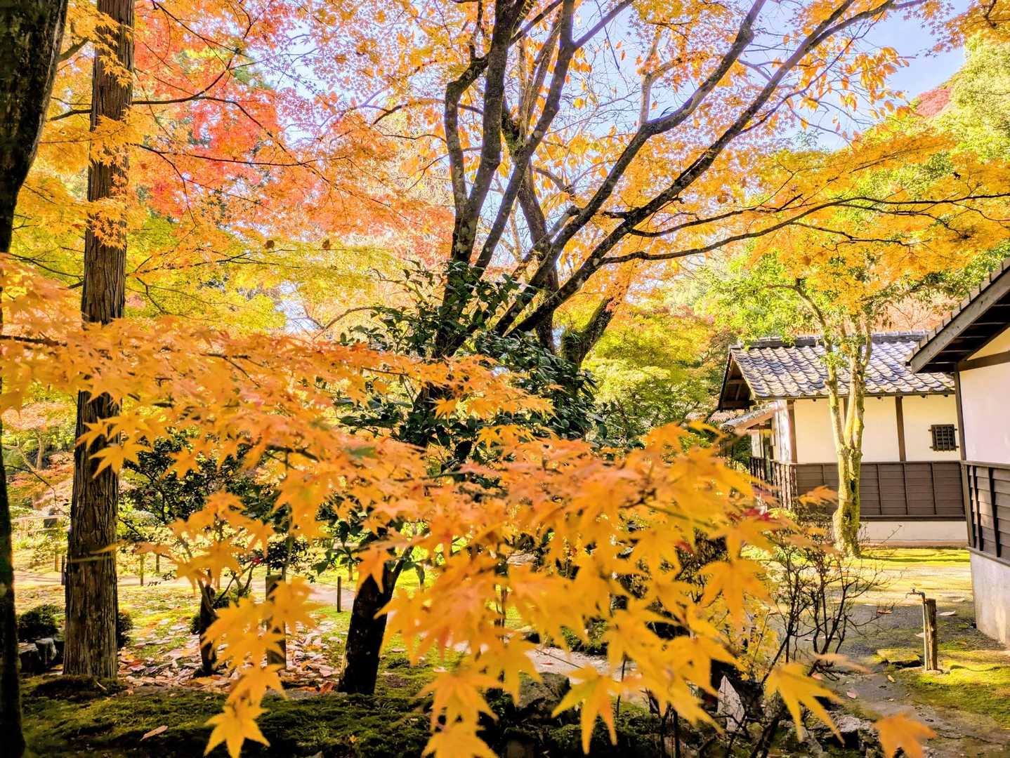 🍁
