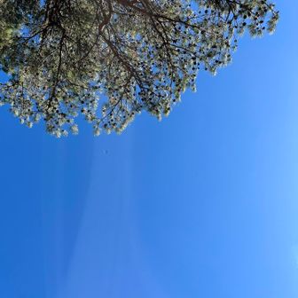 空がきれいすぎる