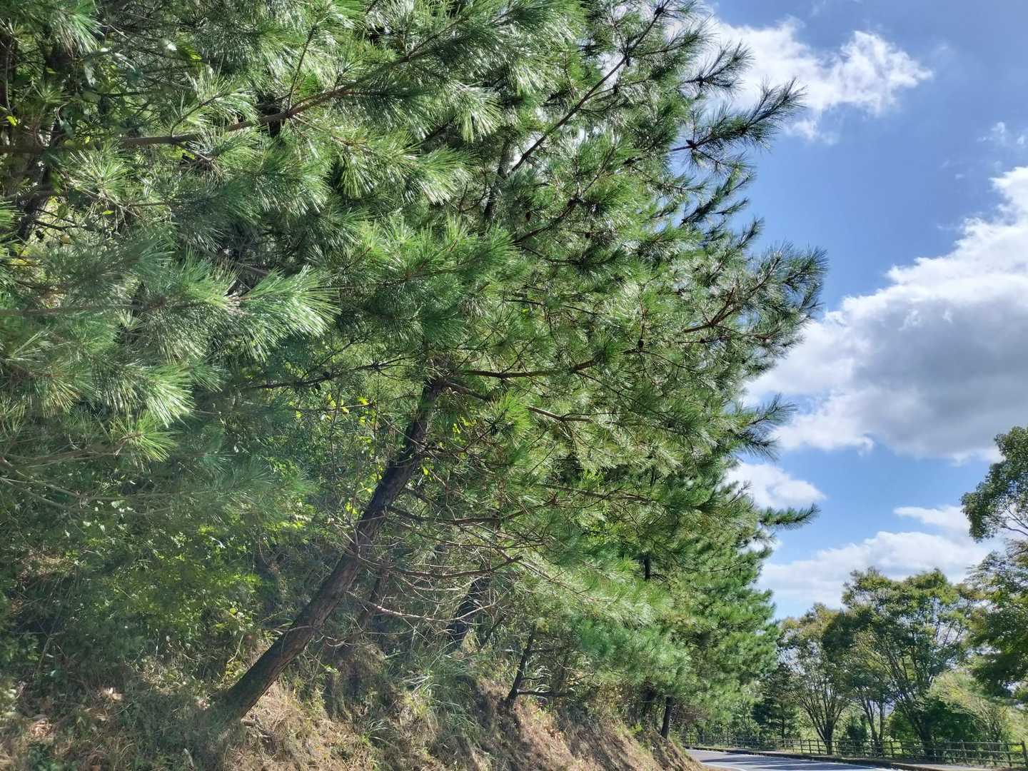 県道のパイン！
Alpine…