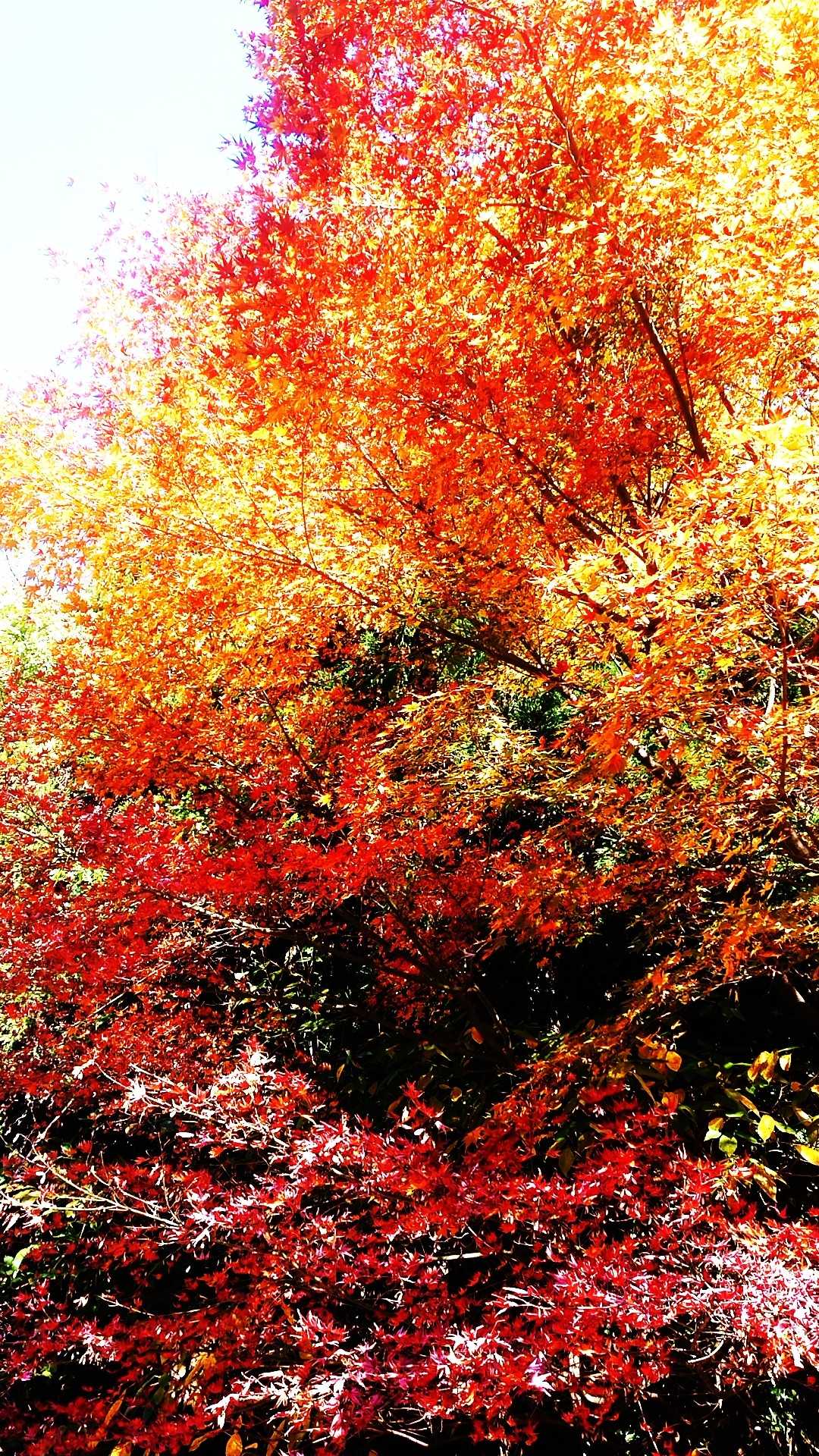 材木岳-冠岳 往復コースの写真