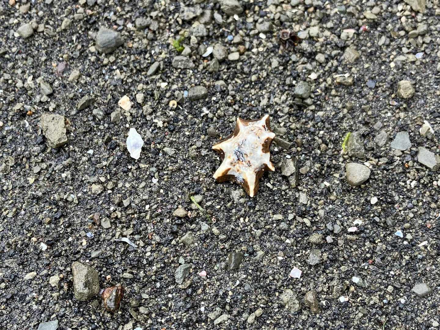 お土産にした貝殻🐚✨