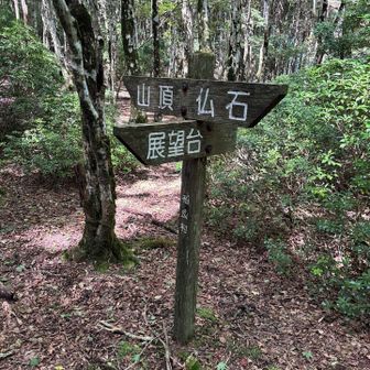 展望台方向に道は見当たらない😓
無理に進んでも木々に覆われていそうなので、やめておく。