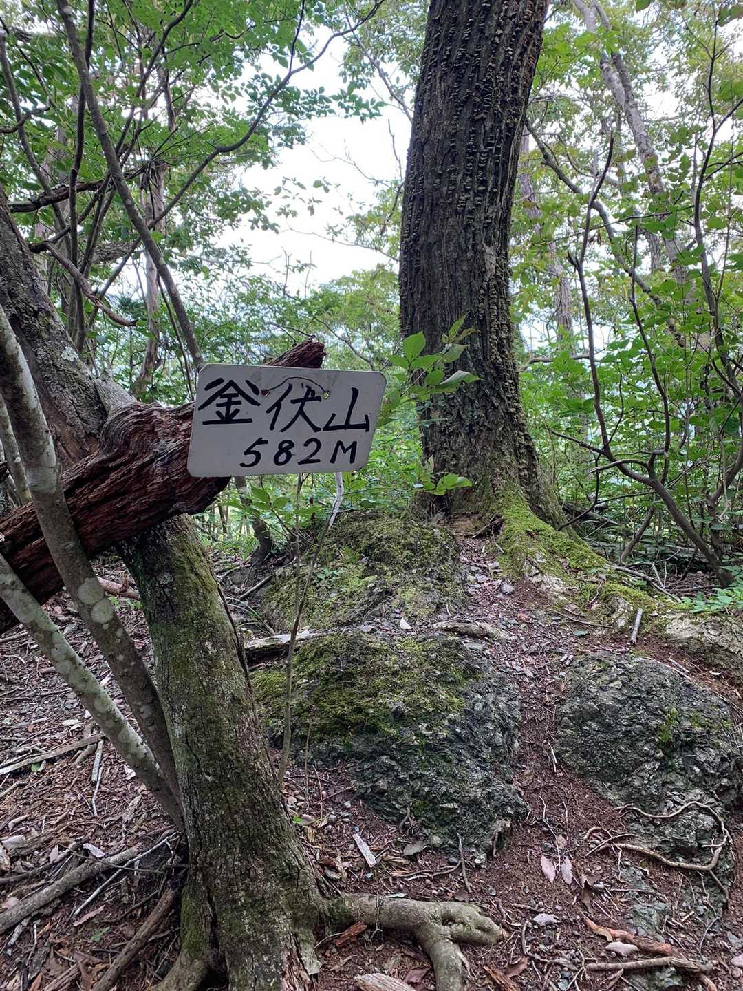釜伏峠-登谷山-茱萸ﾉ木峠-皇鈴山 往復コースの写真