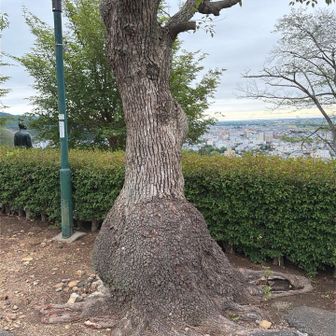南米でモテそうな感じ🤣