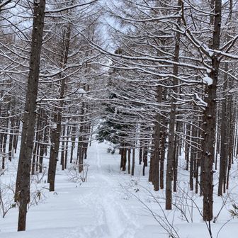 エーデルワイス