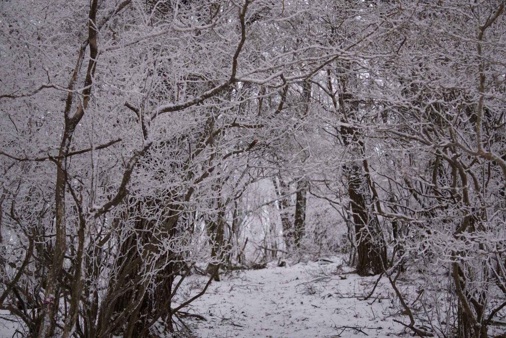 トンネルのようです