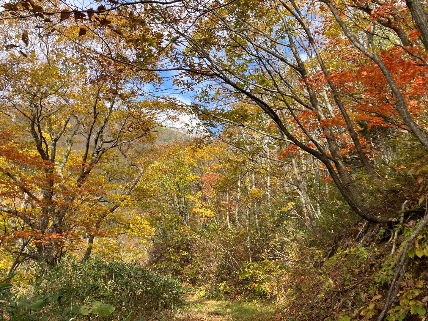紅葉の道はこの辺りで終わり