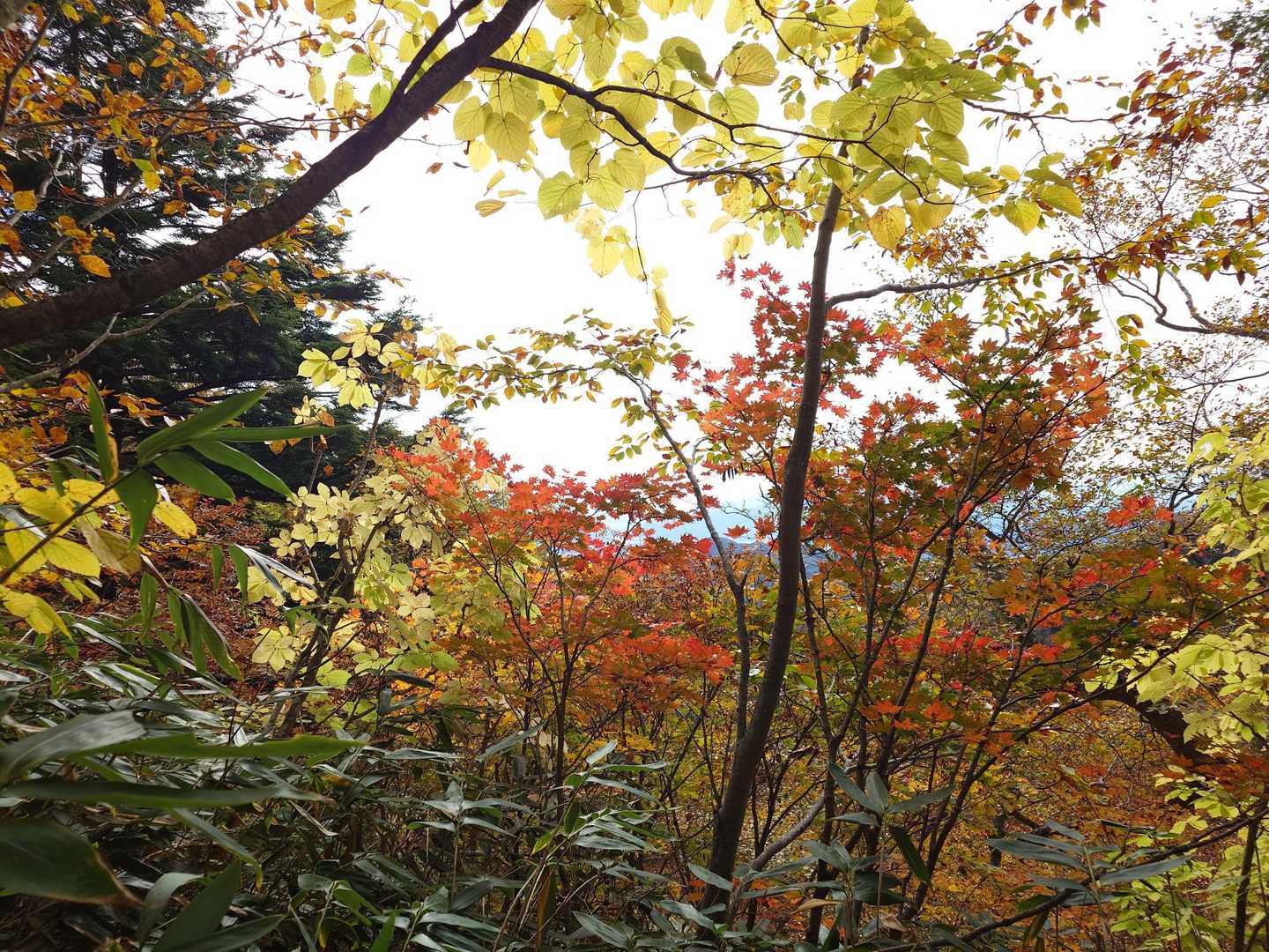 紅葉🍁
有り難う御座いました🙇

　　　　つづく