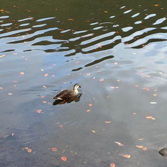 やまんちゅ鈴木