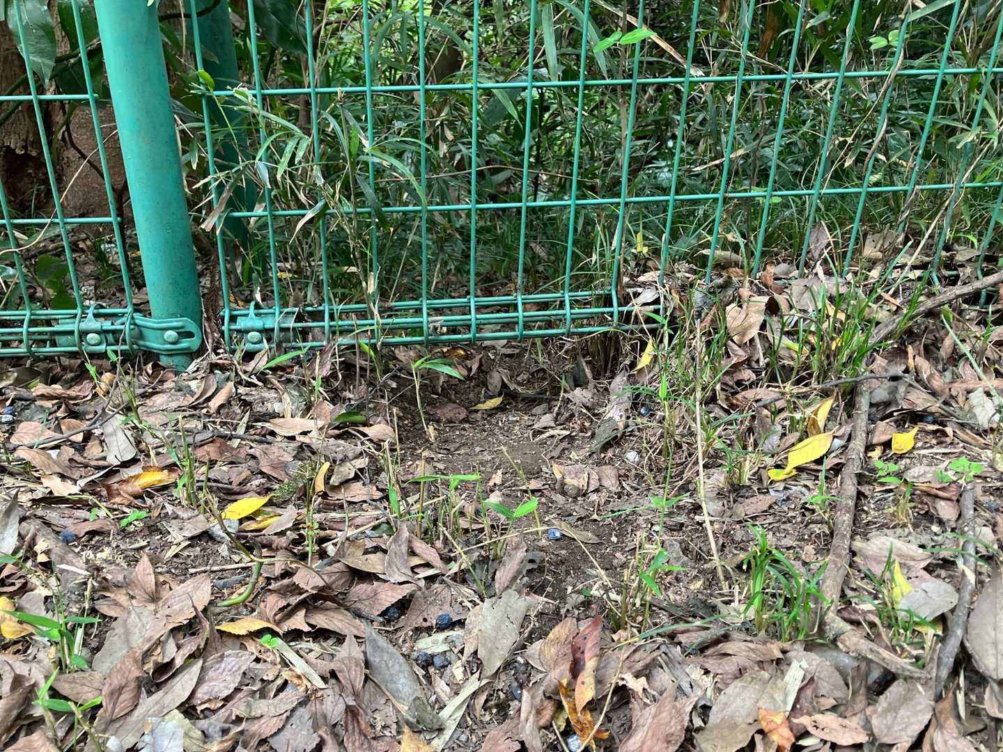 お伊勢山からは
フェンスと木に囲まれた山道

見通しもなく、つまらんなぁ〜と思ってたら50m程先に子タヌキ！
思わず「（わぁ）」心の声がでたら眼が合って、フェンス下の堀穴から逃げてった、残念

それからはまた、ずーっと同じ様な砂利の山道
ひたすらに黙々と歩くしかないので、ゴールまで早歩きに挑戦してみる😑=3=3=3

車道に出たら、木々の隙間から湖チラ見し、富士山が見えない事を確認したら駐車場到着
見えたらもう一度スタート地点の湖畔の東屋まで行こうと思ったんですけどね
早歩き、おつかれ山でした、私