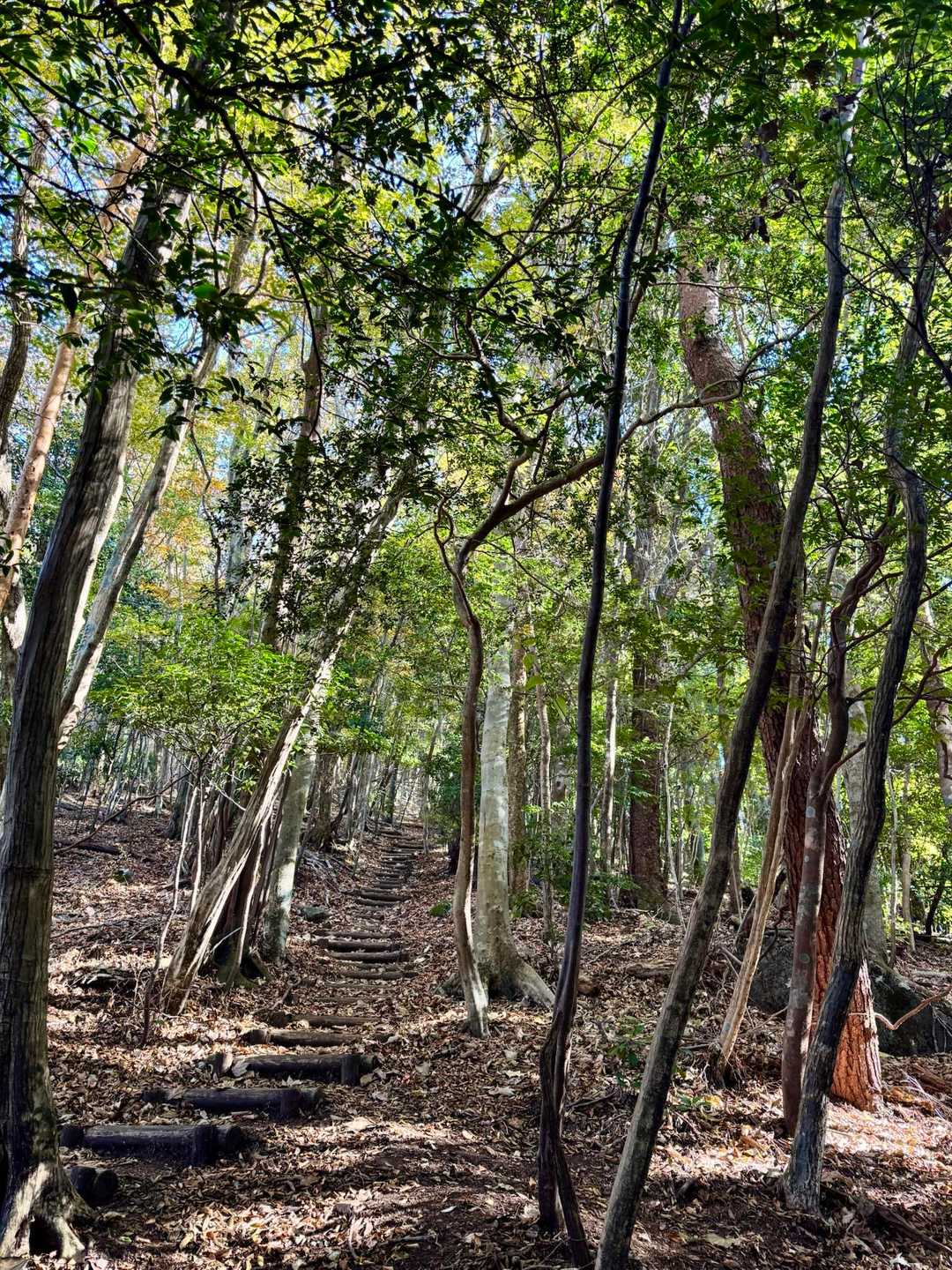 栗野岳第2峰-栗野岳 往復コースの写真