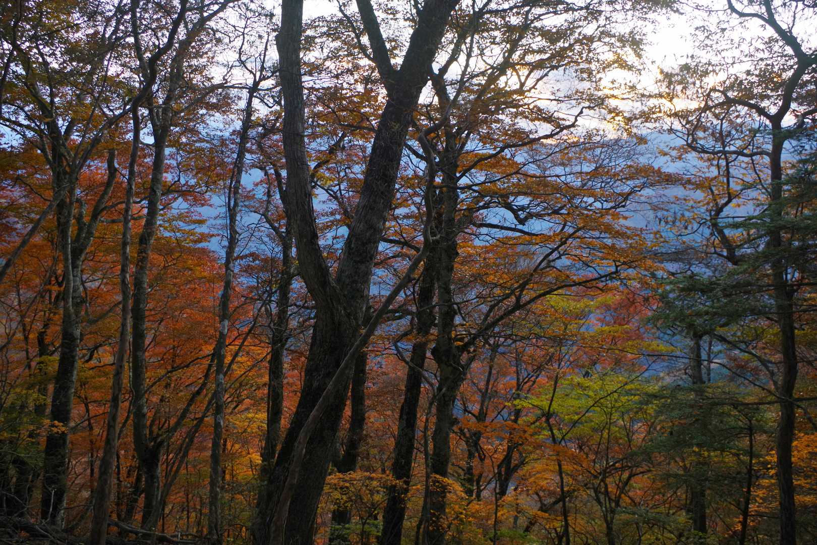ヨコスズ尾根も紅葉は美しいようだ。昼間に歩くと印象はまたかなり異なるだろうが、自分の中では今朝歩いたタワ尾根のワイルドな紅葉のイメージが勝っている。