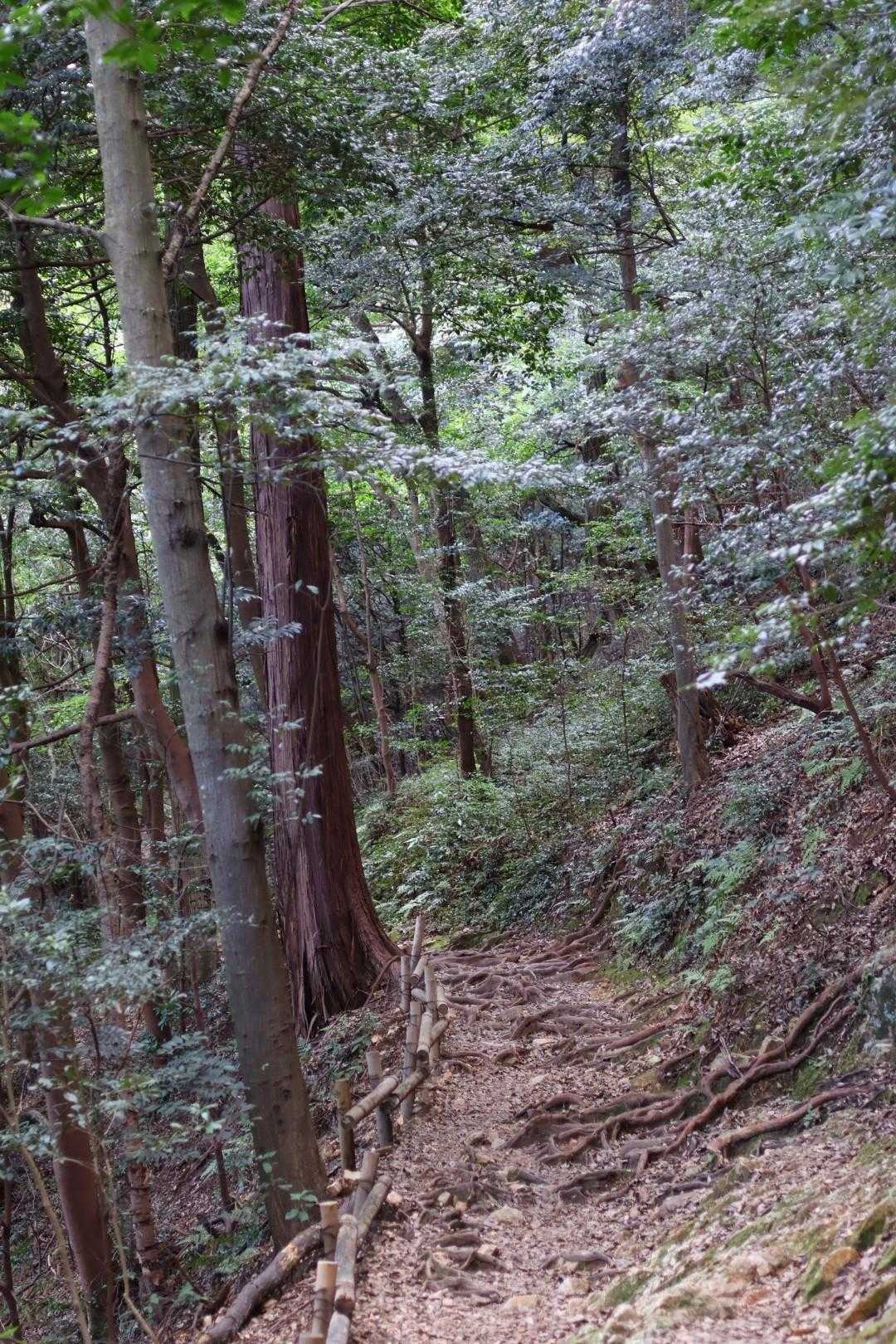 久しぶりに山道あるく～
(ง ˙˘˙ )ว