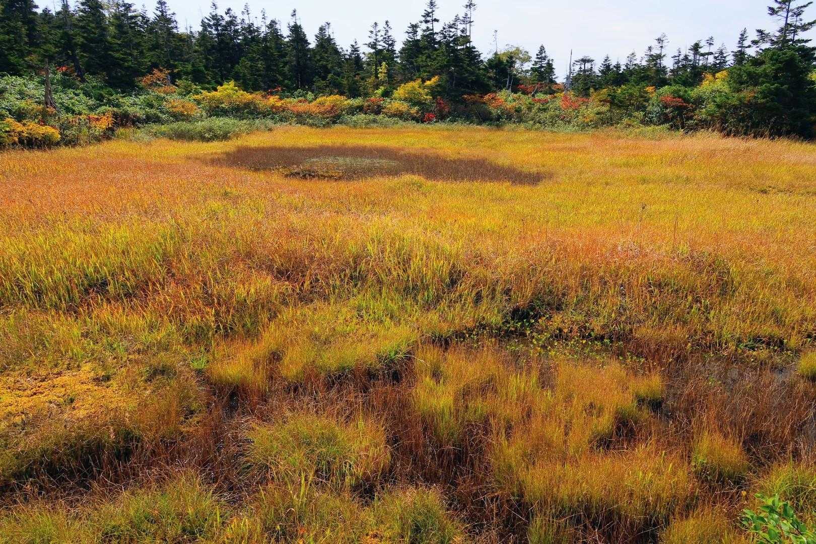 湿原
