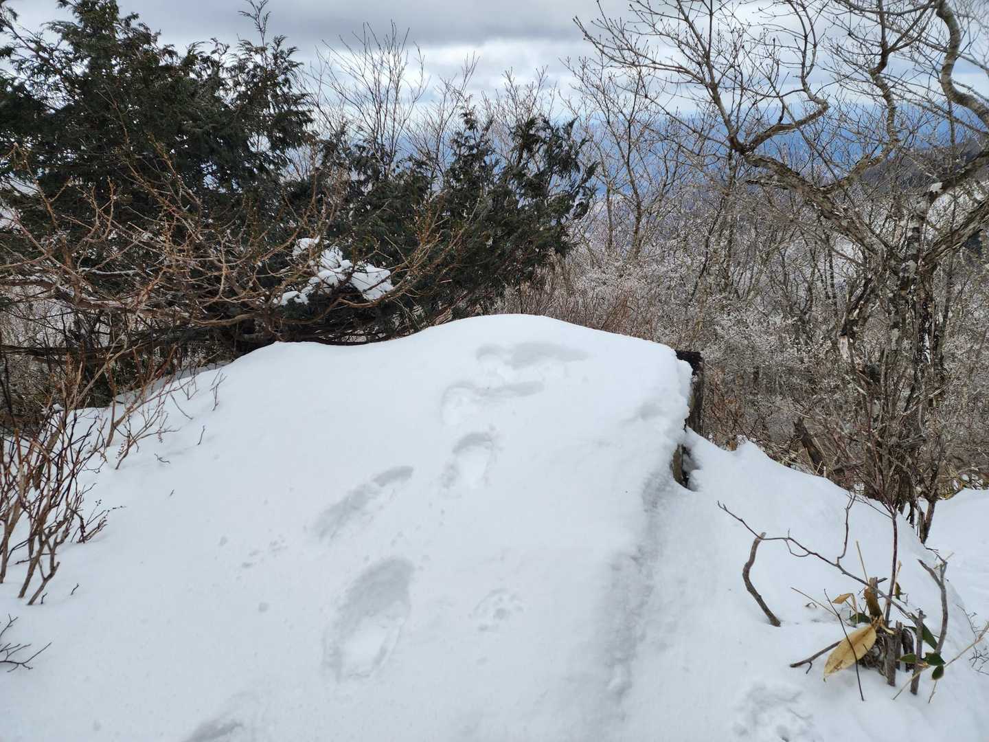 ２・３日前のレポでは、すっかり雪溶けしてたのに…