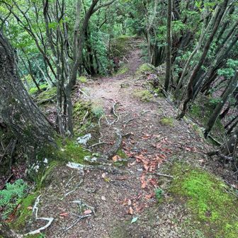 序盤は急斜面なのにぬれ落ち葉多数で危険でした