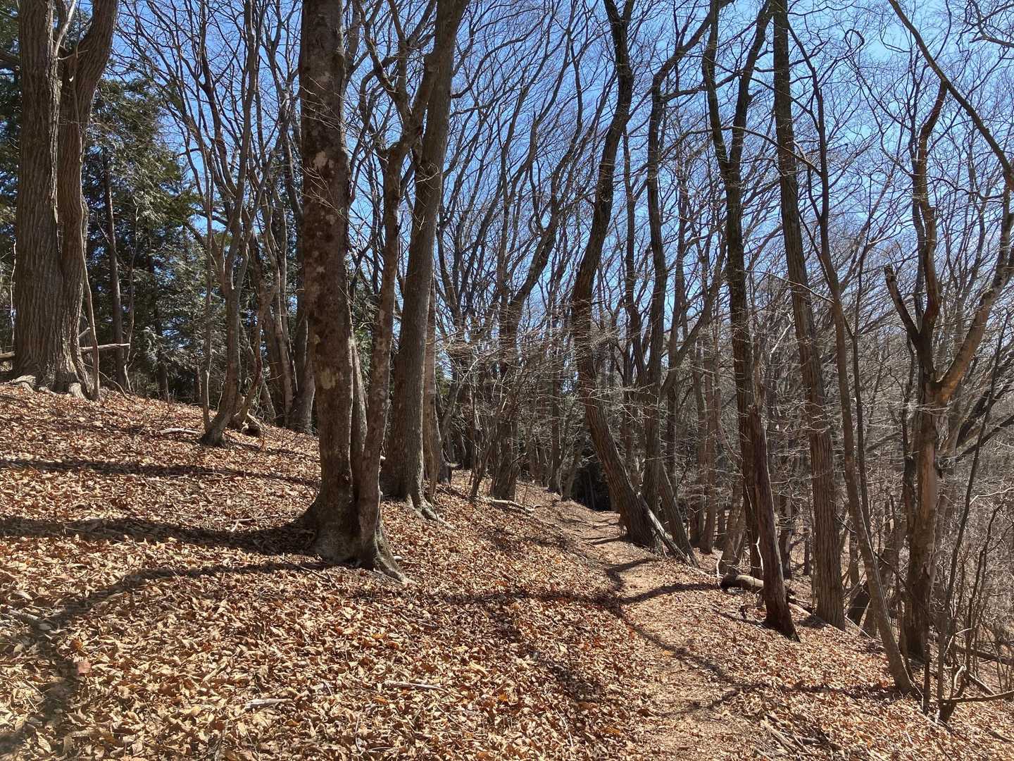 サクサク歩く。
