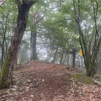 次の小山