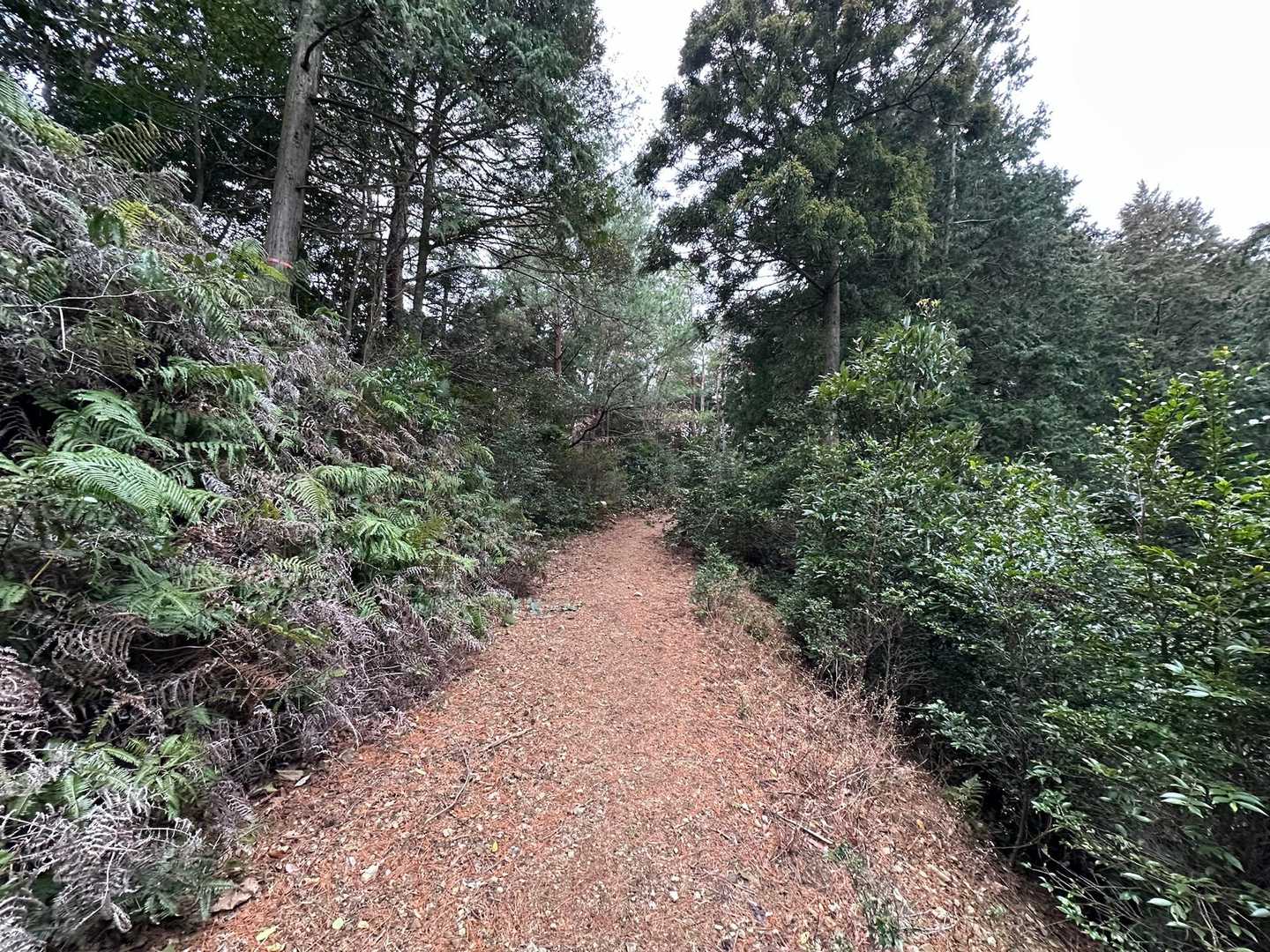 急登というほどの箇所はなく
全体的になだらかな登り

雨⁉︎ と思ったら‥
小雪がふわふわ降ってきた 😑