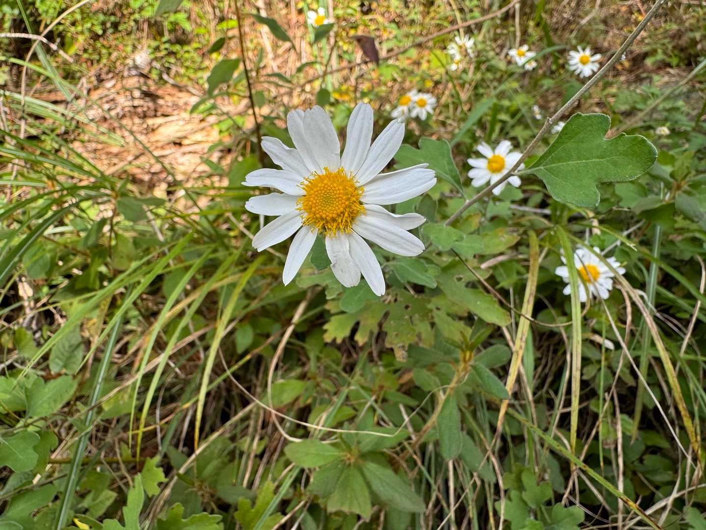 竜脳菊（リュウノウギク）