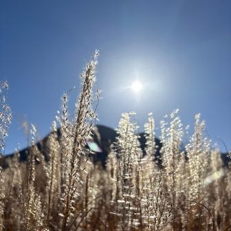 紅葉🍁はほぼ終わってるけどススキ🌾が綺麗ですよ〜❣️